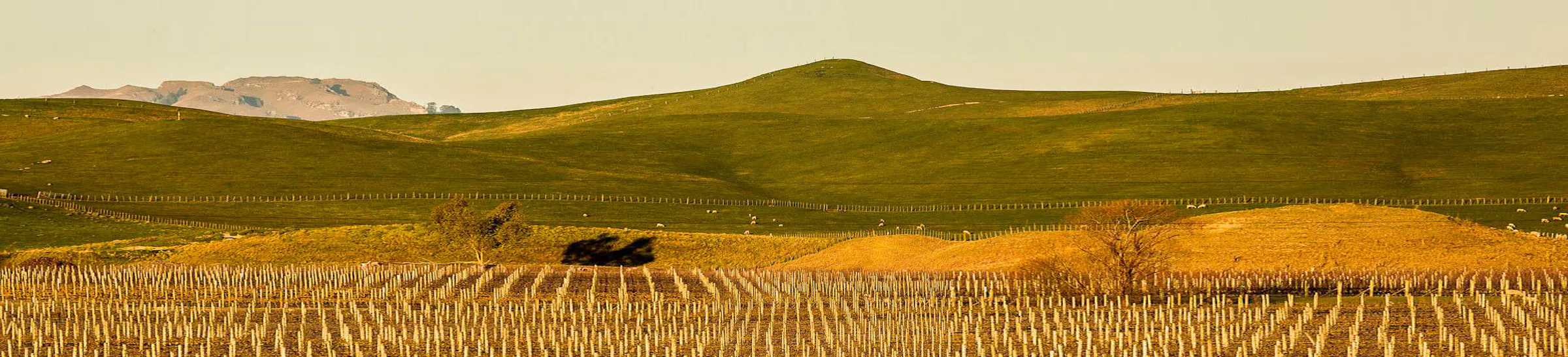 Paritua feature img our vineyard 2