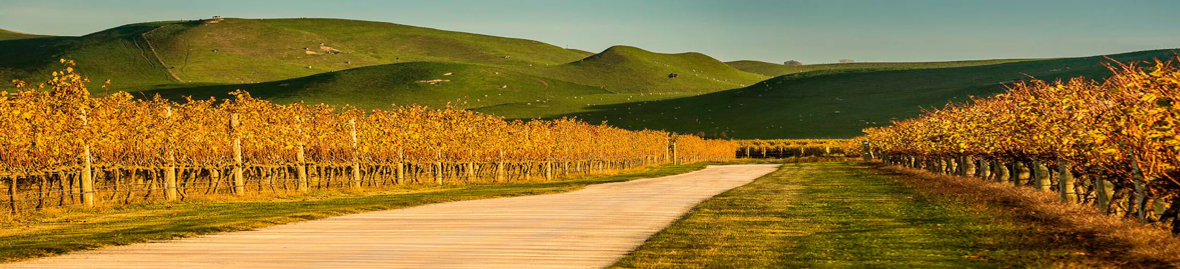 Paritua feature img our vineyard