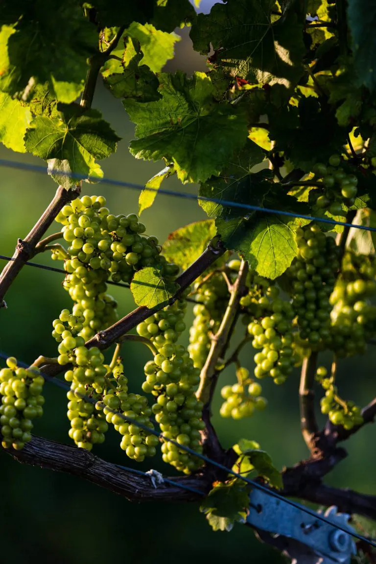 Paritua gallery img grapes 768x1152