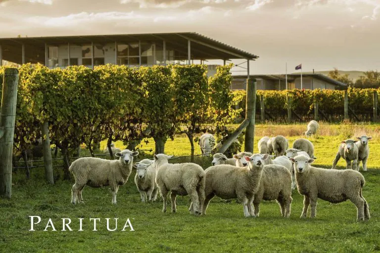 Paritua gallery img sheep 768x512